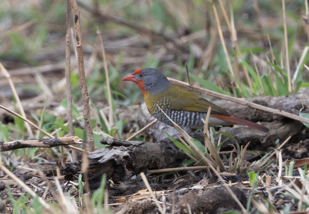 Green-winged Pytilia - ML643549211