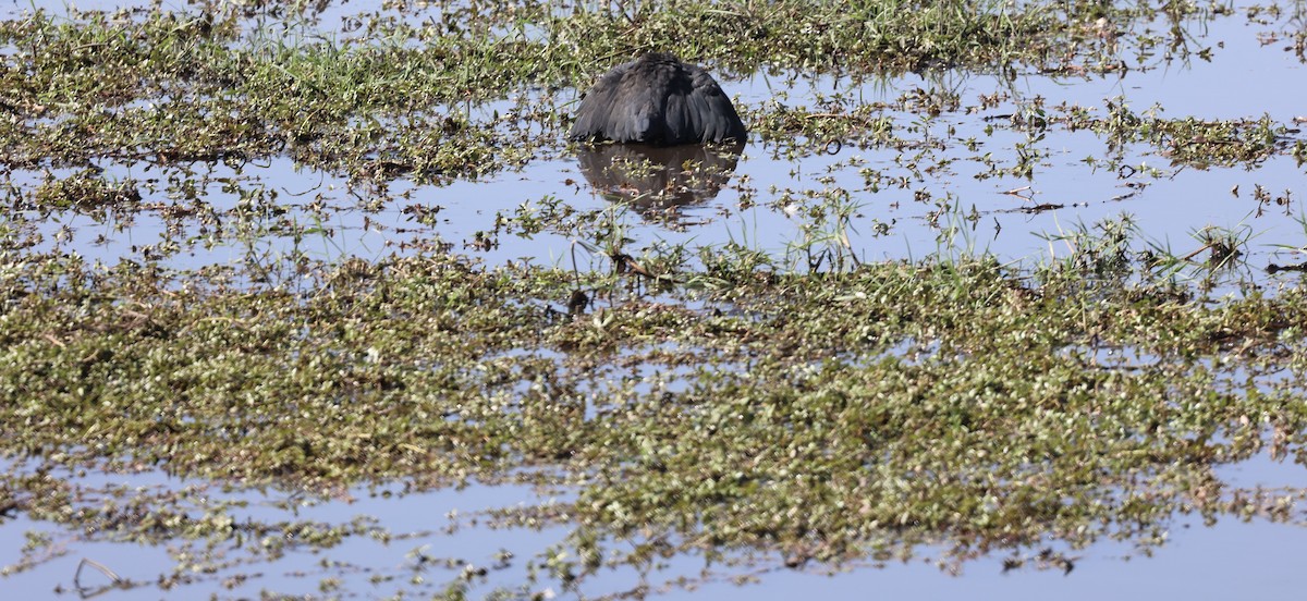 Black Heron - ML643549225