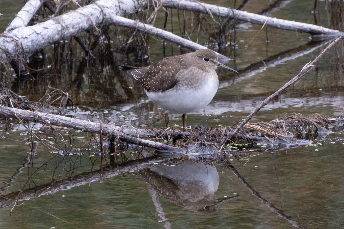 Solitary Sandpiper - ML643549228