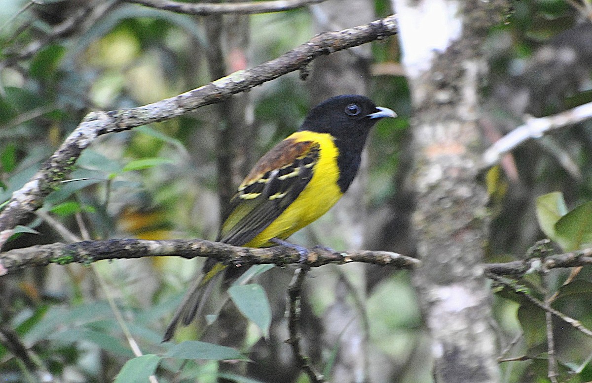 kotinga kápová - ML643549242