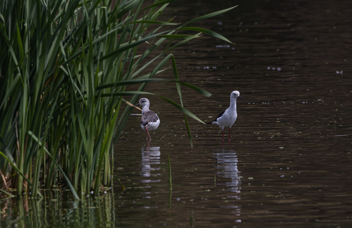 Black-winged Stilt - ML643549248