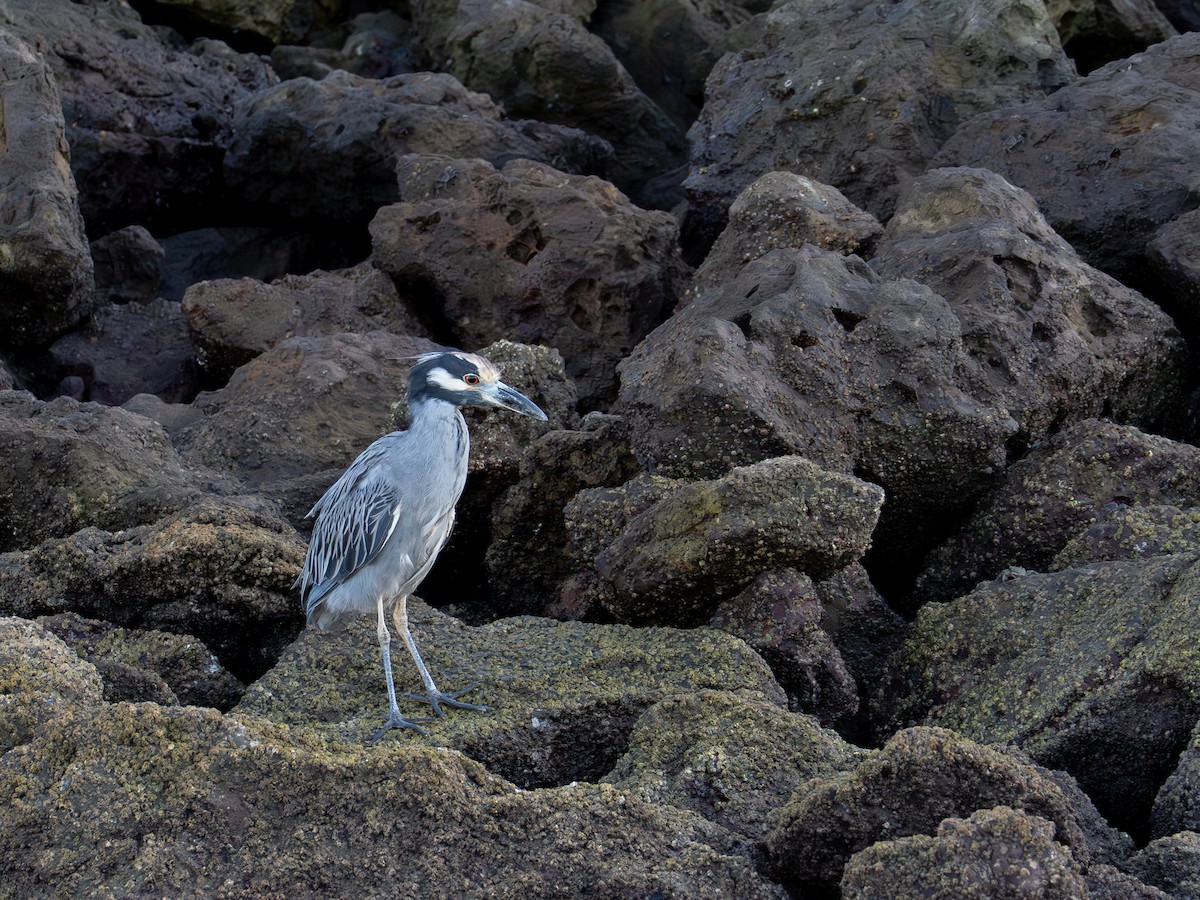 Krabbenreiher - ML643549258