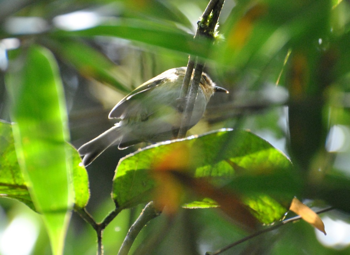 Ochre-faced Tody-Flycatcher - ML643549263