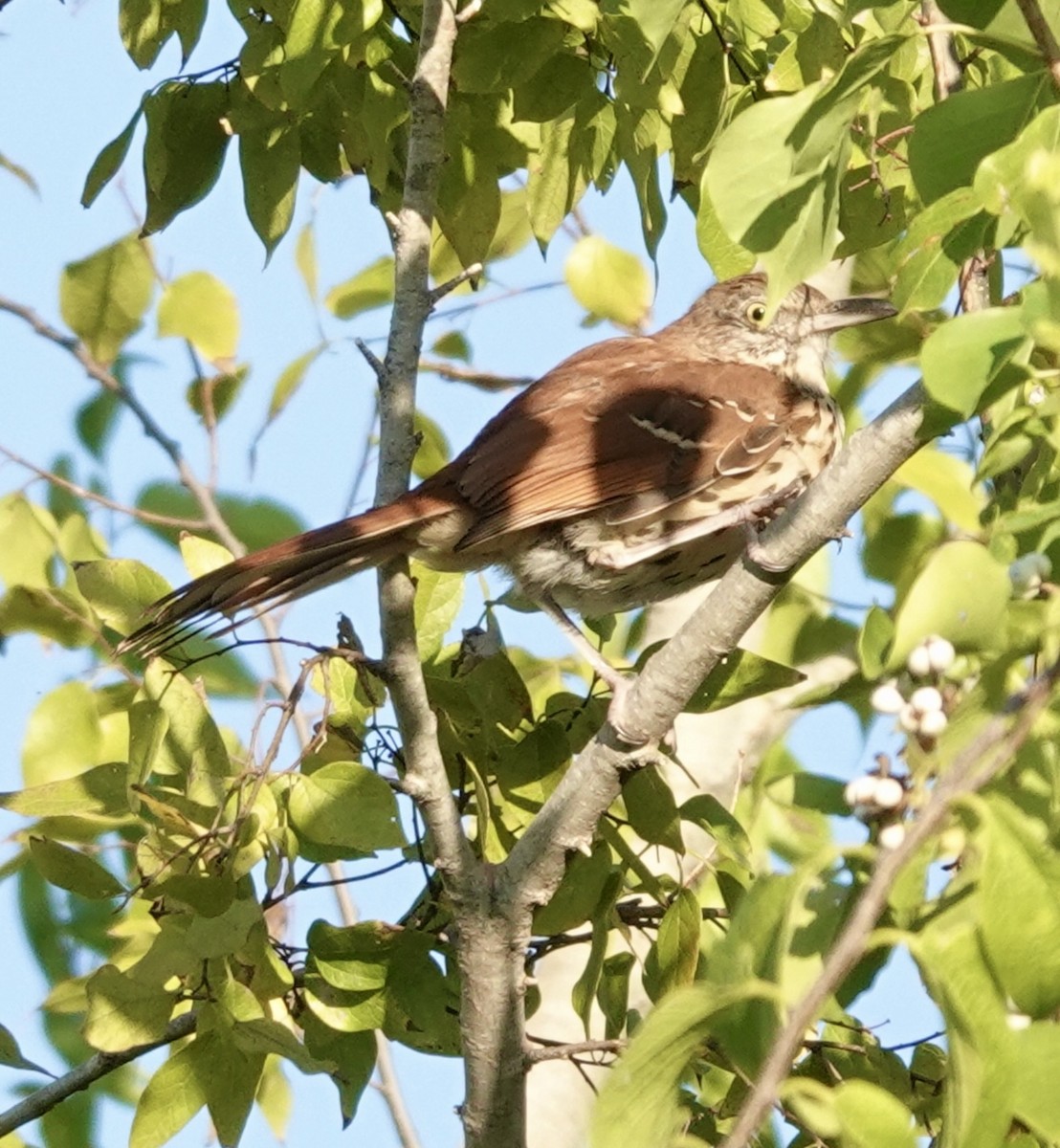 Brown Thrasher - ML643549264