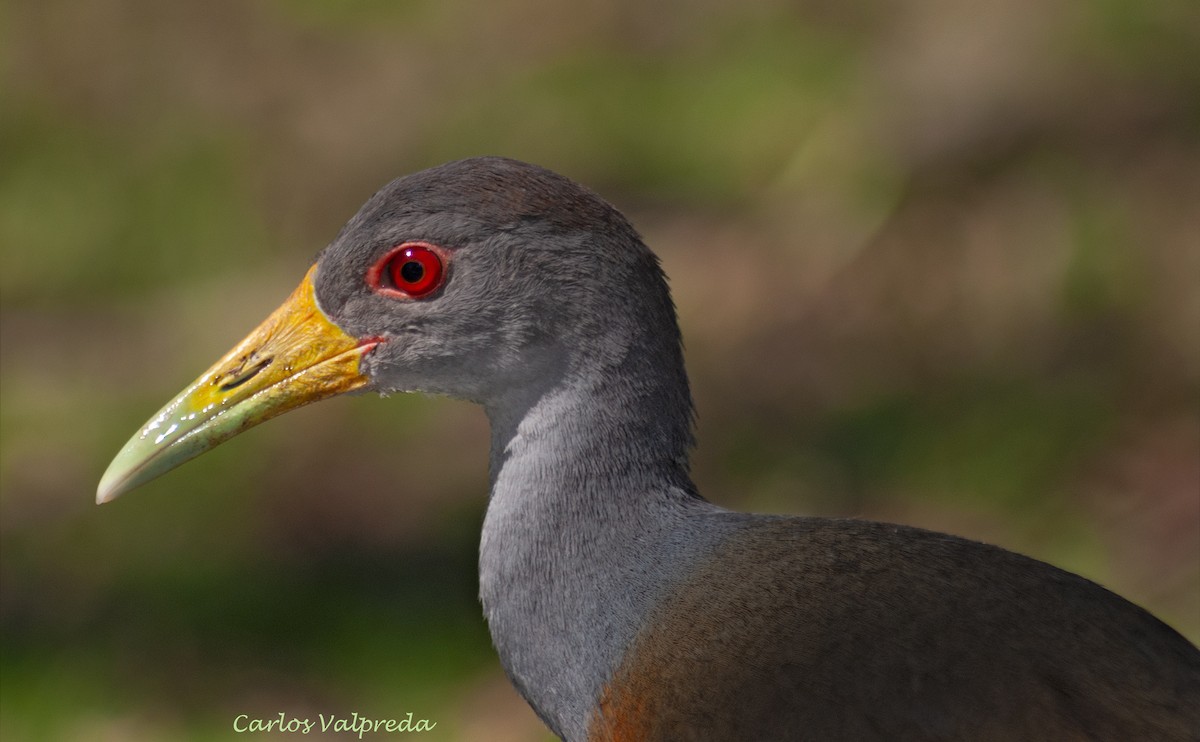 Gray-cowled Wood-Rail - ML643549284
