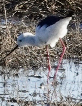 Black-winged Stilt - ML643549289