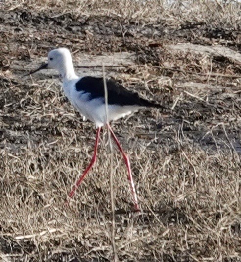 Black-winged Stilt - ML643549294
