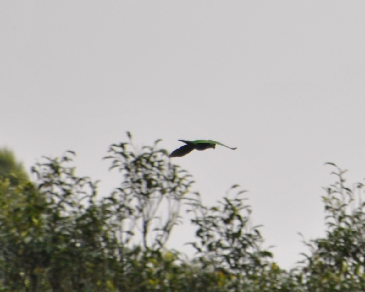 Blue-bellied Parrot - ML643549321