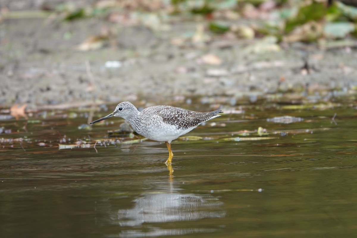 Greater Yellowlegs - ML643549328