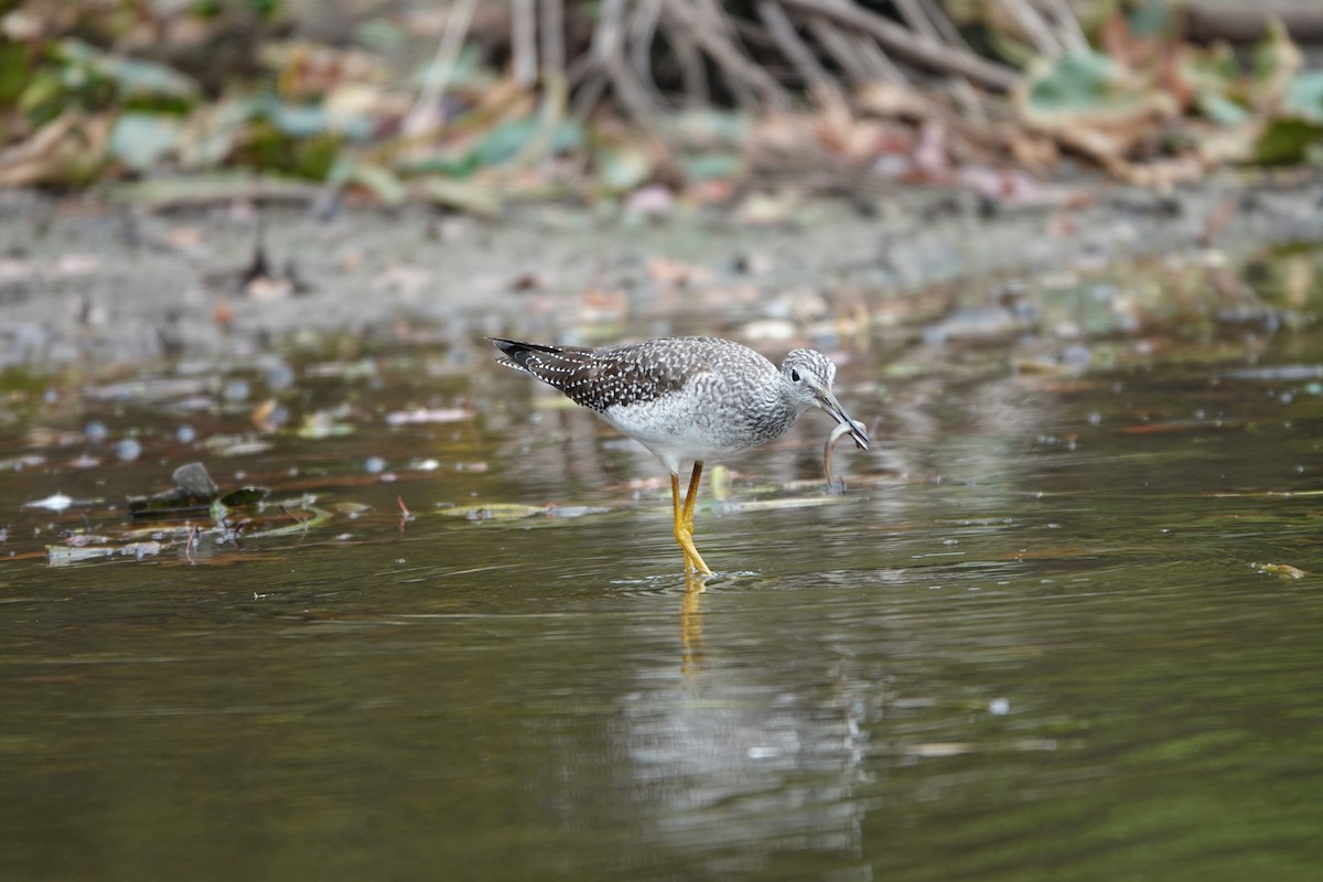 Greater Yellowlegs - ML643549329