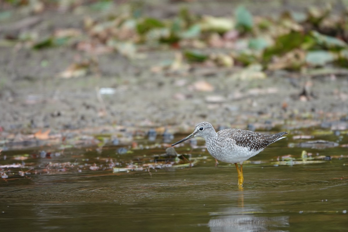 Greater Yellowlegs - ML643549330