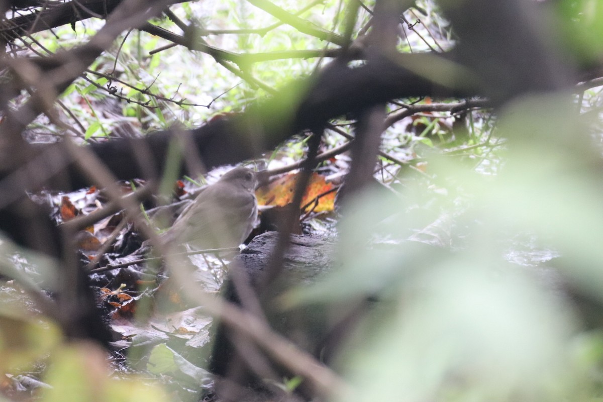 Gray-cheeked Thrush - ML643549332