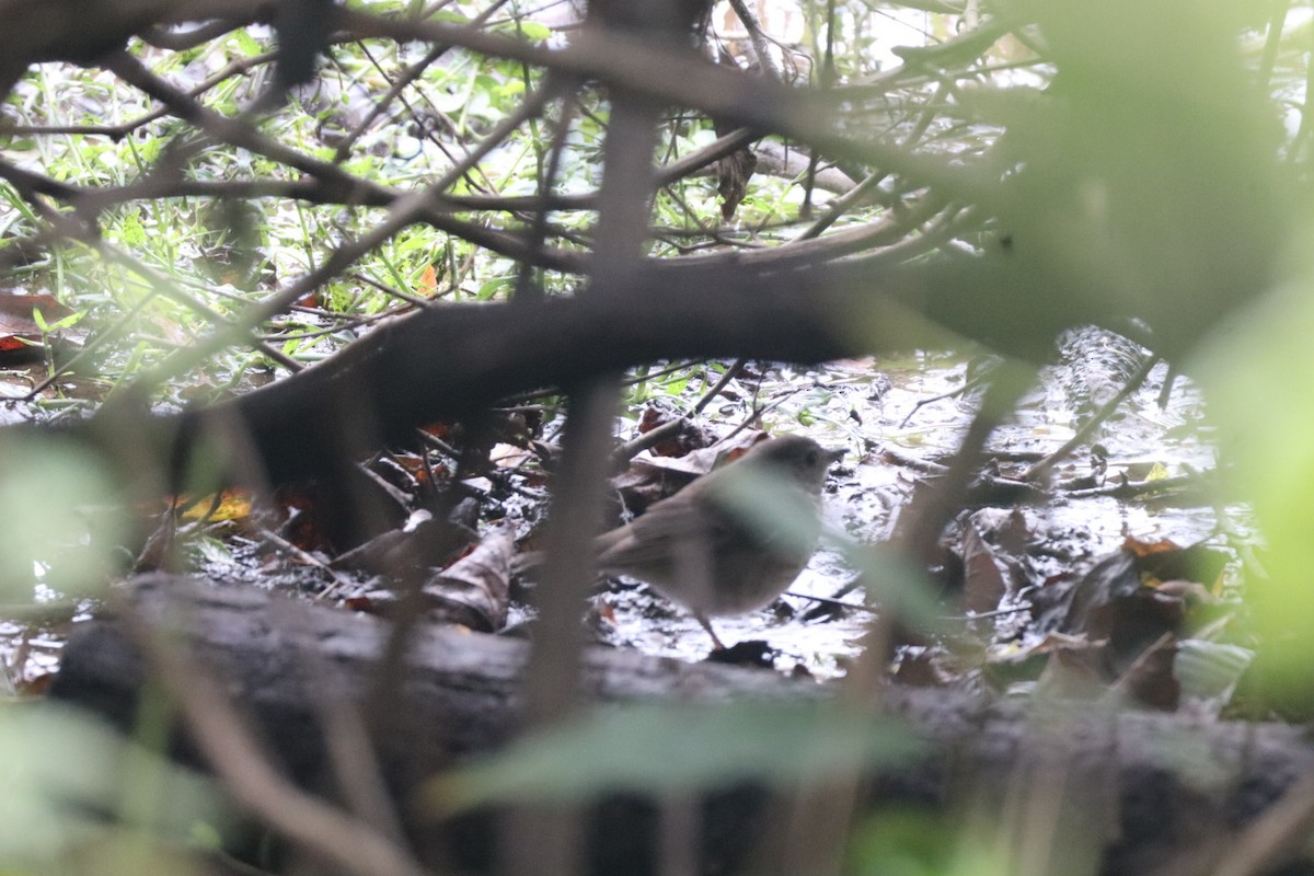 Gray-cheeked Thrush - ML643549333
