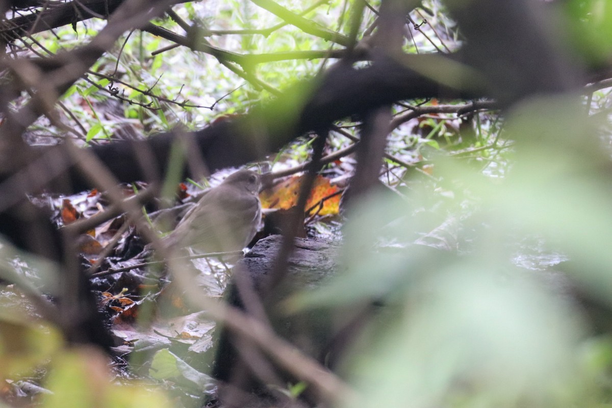 Gray-cheeked Thrush - ML643549334