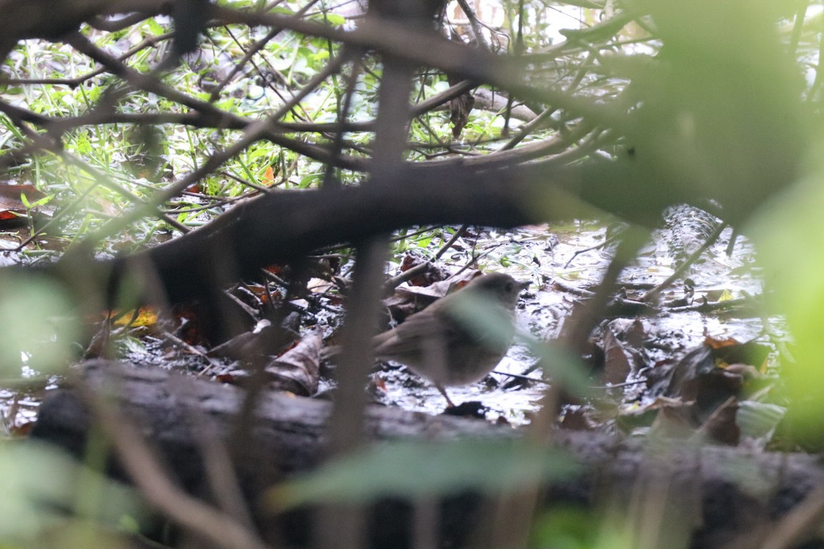 Gray-cheeked Thrush - ML643549335