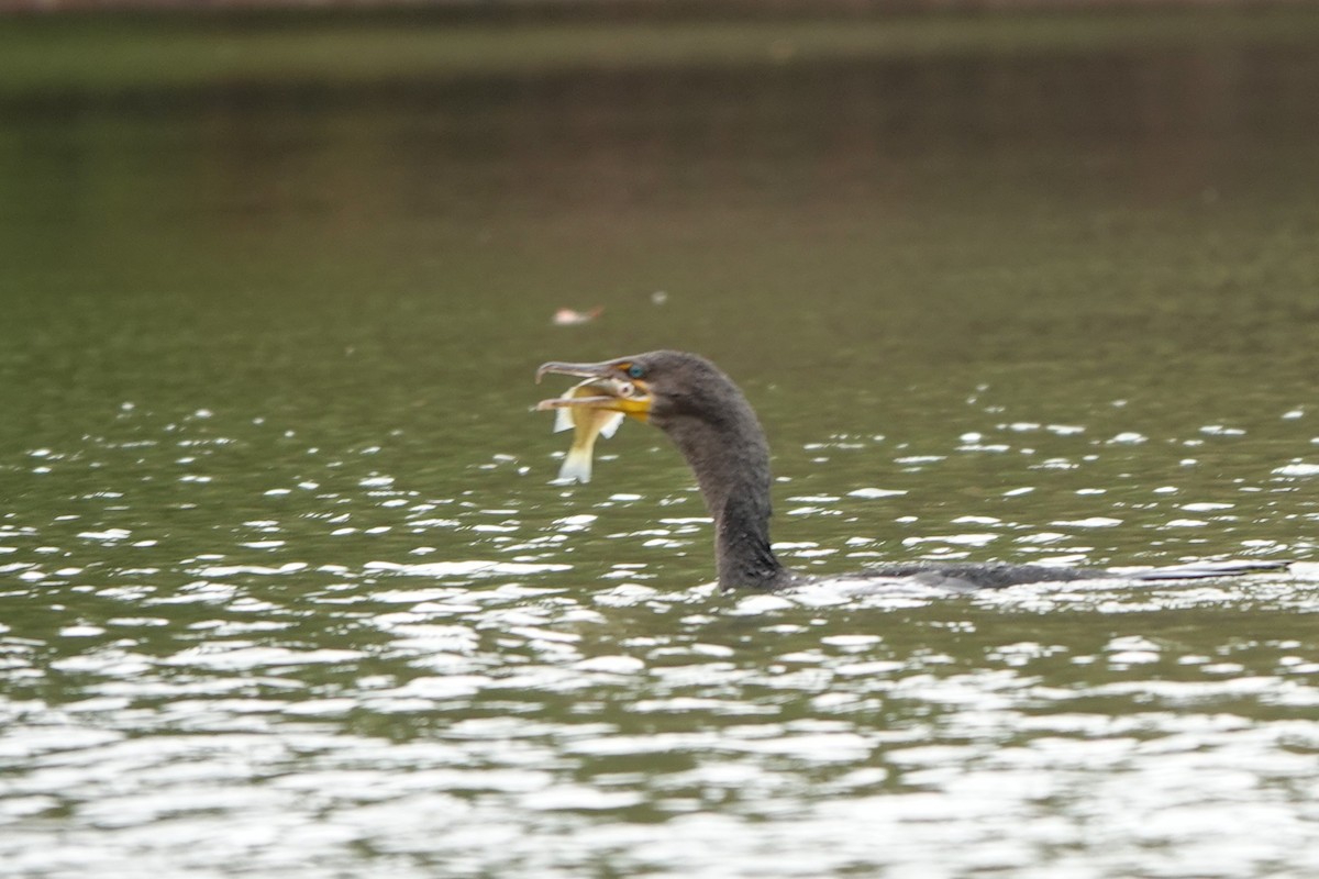 Double-crested Cormorant - ML643549337