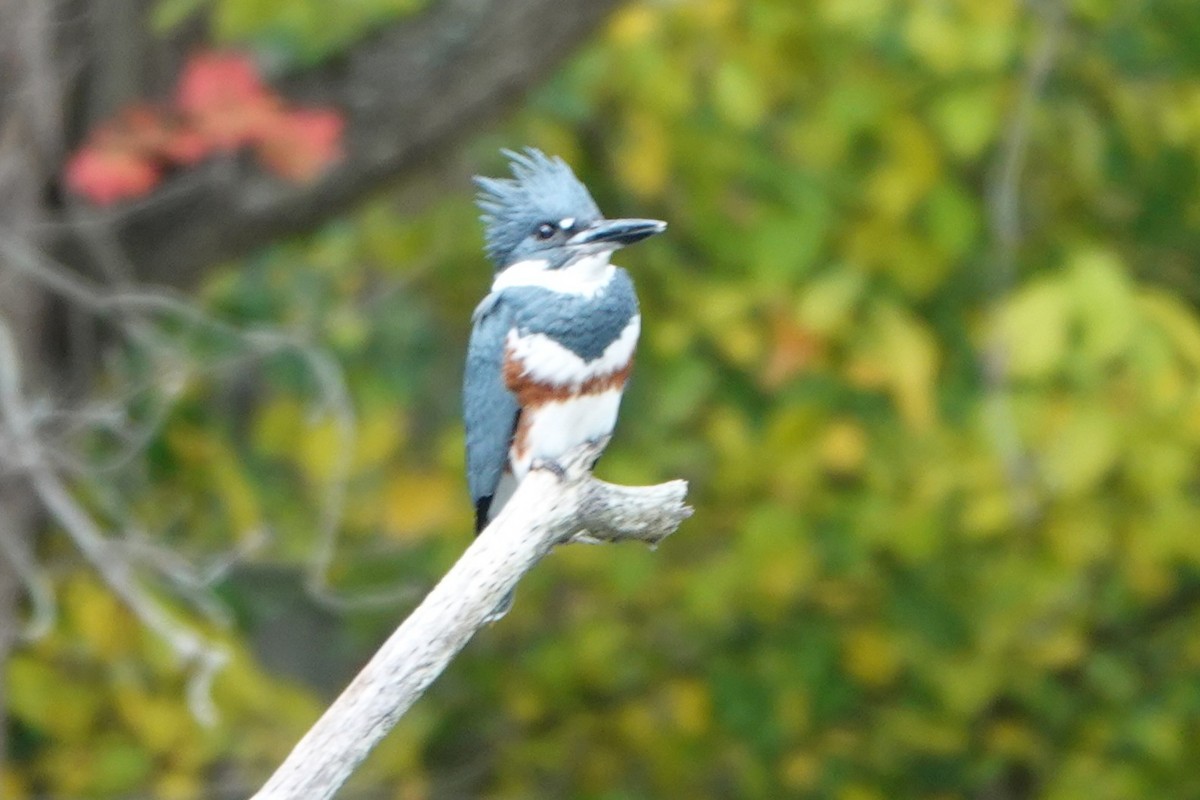 Belted Kingfisher - ML643549343