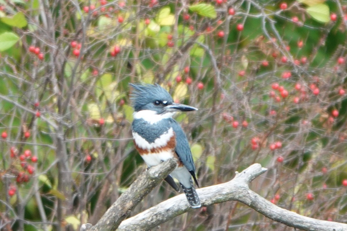 Belted Kingfisher - ML643549344