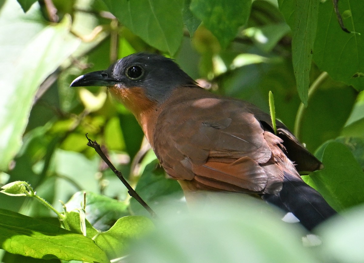 Gray-capped Cuckoo - ML643549345