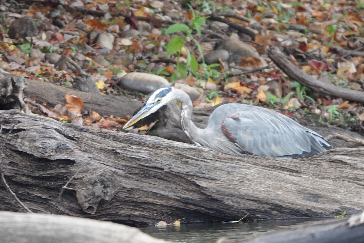 Great Blue Heron - ML643549365
