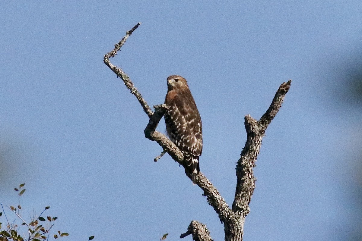 Red-shouldered Hawk - ML643549371