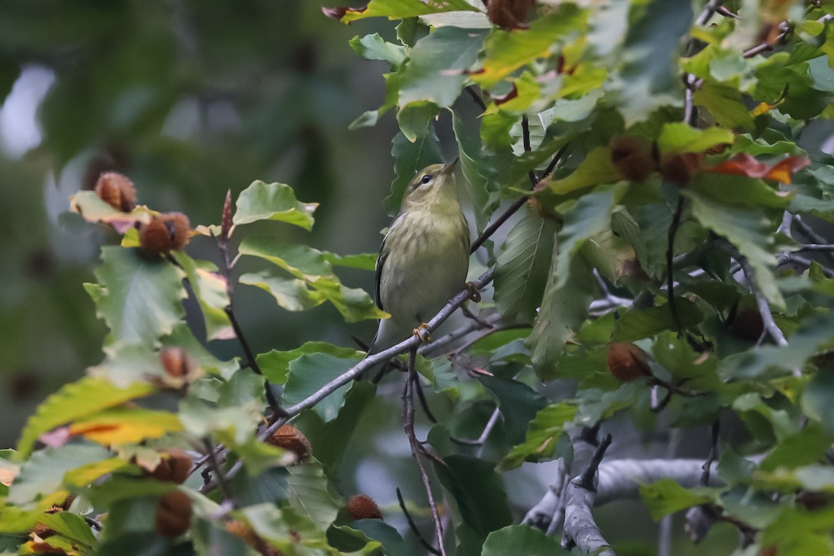 Blackpoll Warbler - ML643549381