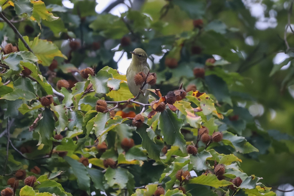 Blackpoll Warbler - ML643549382