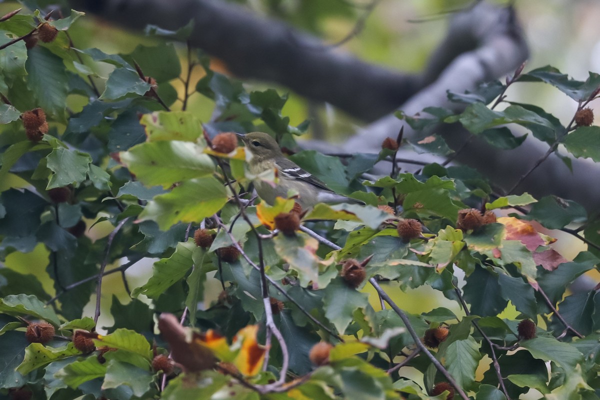 Blackpoll Warbler - ML643549383