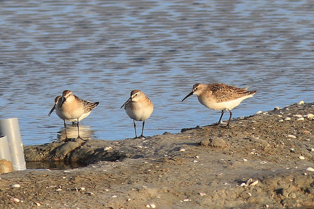 Curlew Sandpiper - ML643549392