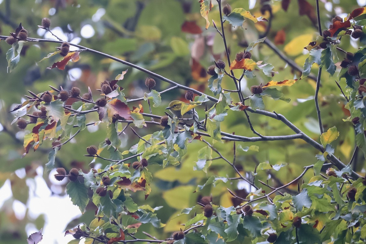 Black-throated Green Warbler - ML643549414