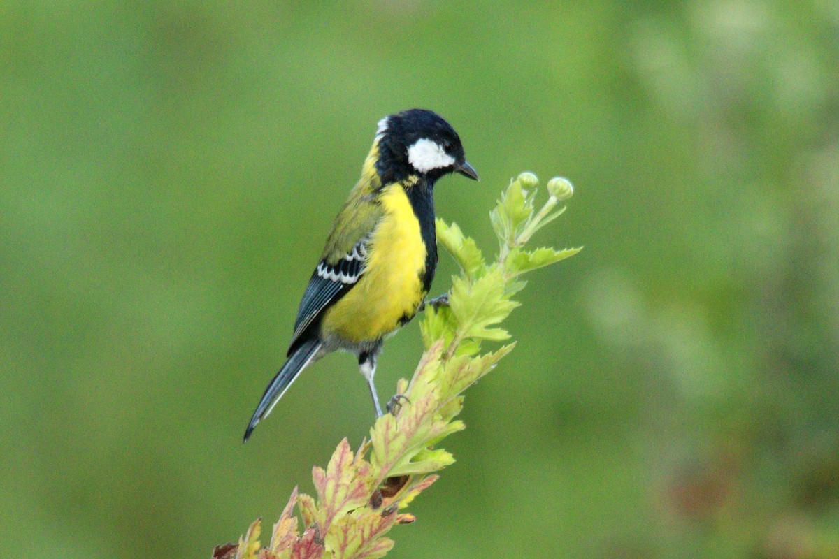 Mésange montagnarde - ML643549429