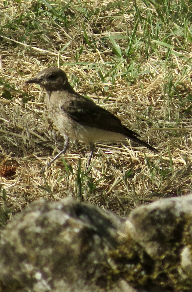 Eastern Black-eared Wheatear - ML643549434