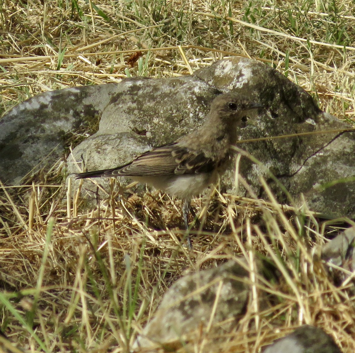 Eastern Black-eared Wheatear - ML643549435