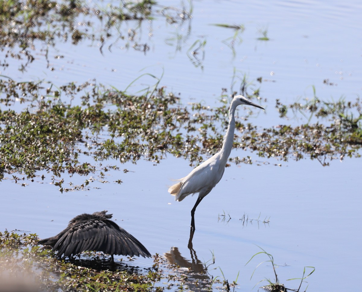 Black Heron - ML643549462