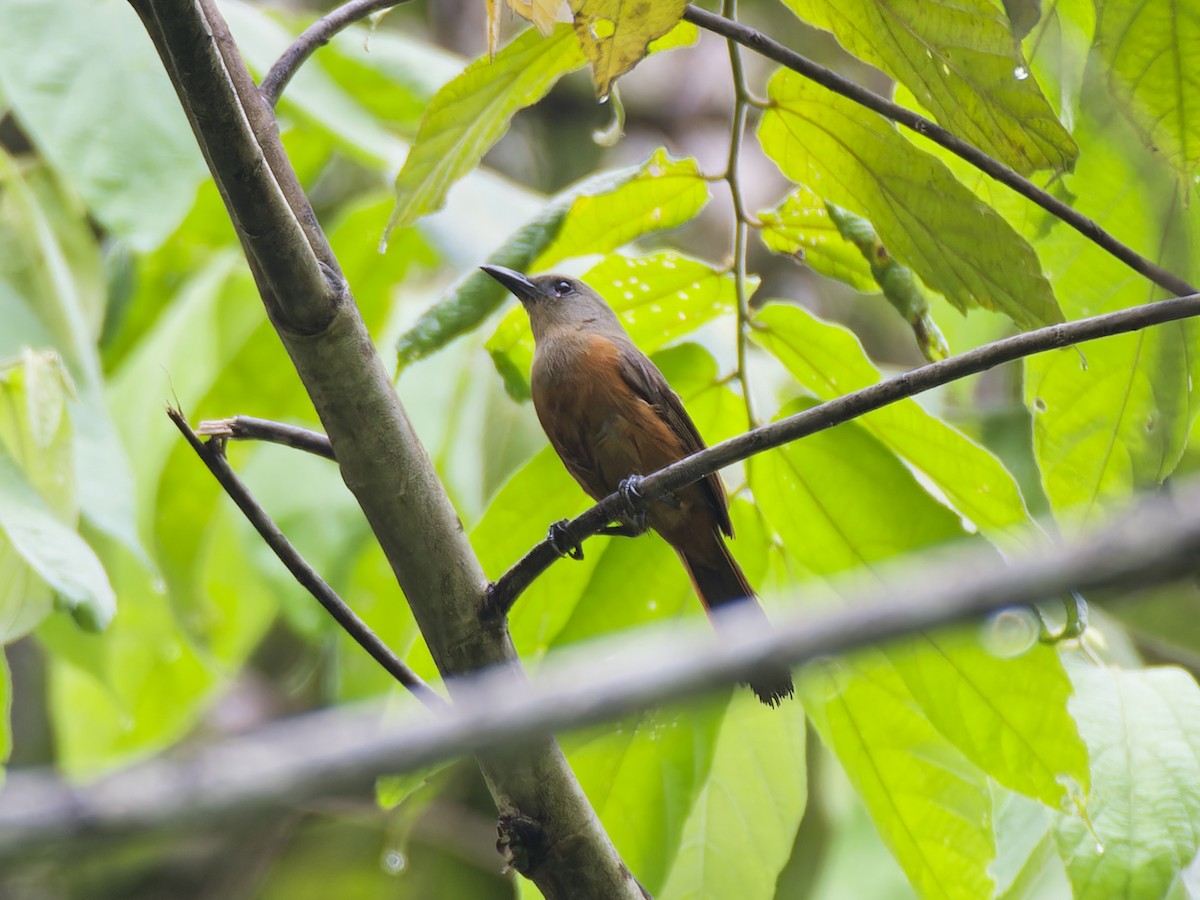 Raja Ampat Pitohui - ML643549464
