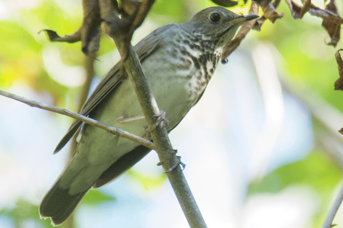 Gray-cheeked Thrush - ML643549474