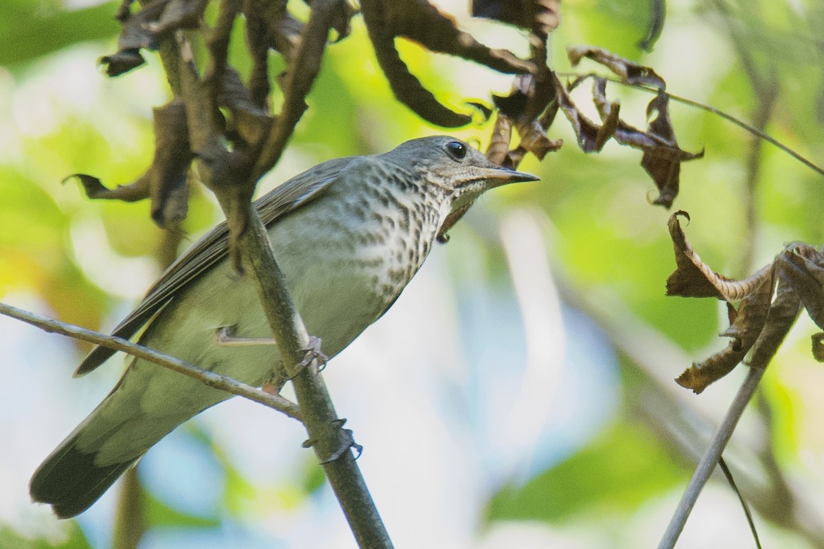 Gray-cheeked Thrush - ML643549475