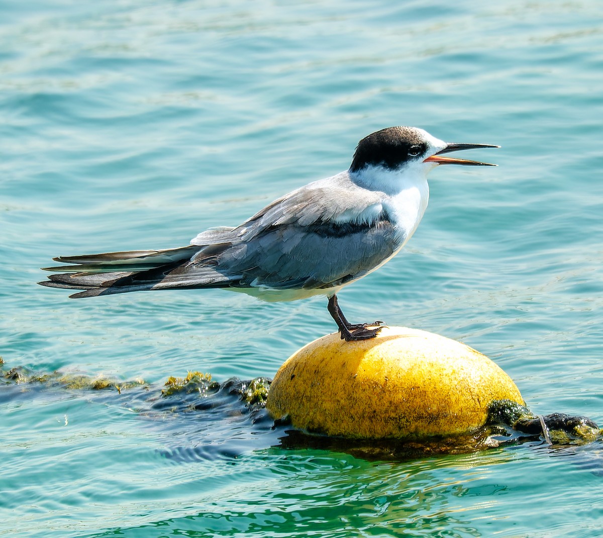 Common Tern - ML643549484