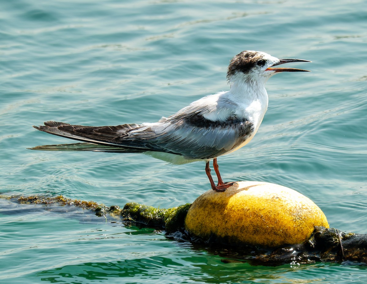 Common Tern - ML643549485