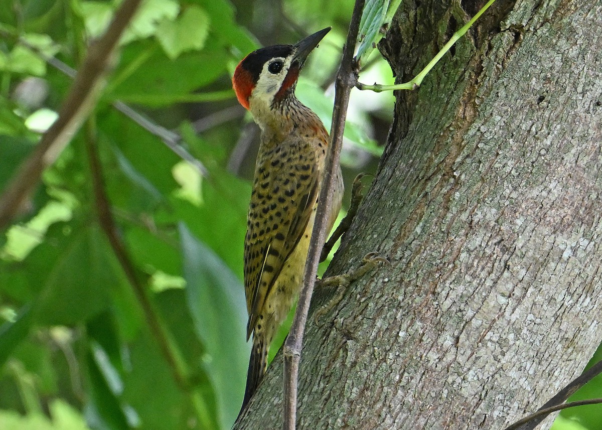Spot-breasted Woodpecker - ML643549494