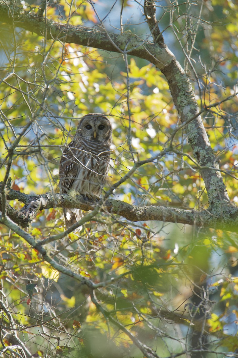 Barred Owl - ML643549495