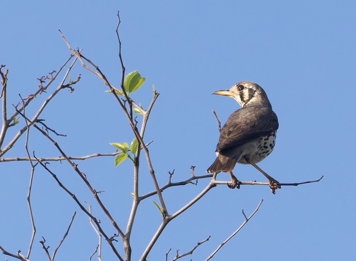 Groundscraper Thrush - ML643549496