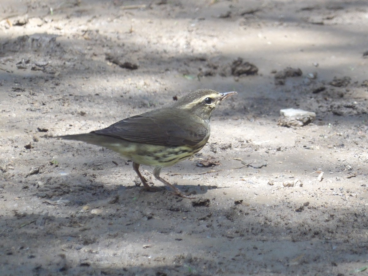Northern Waterthrush - ML643549512