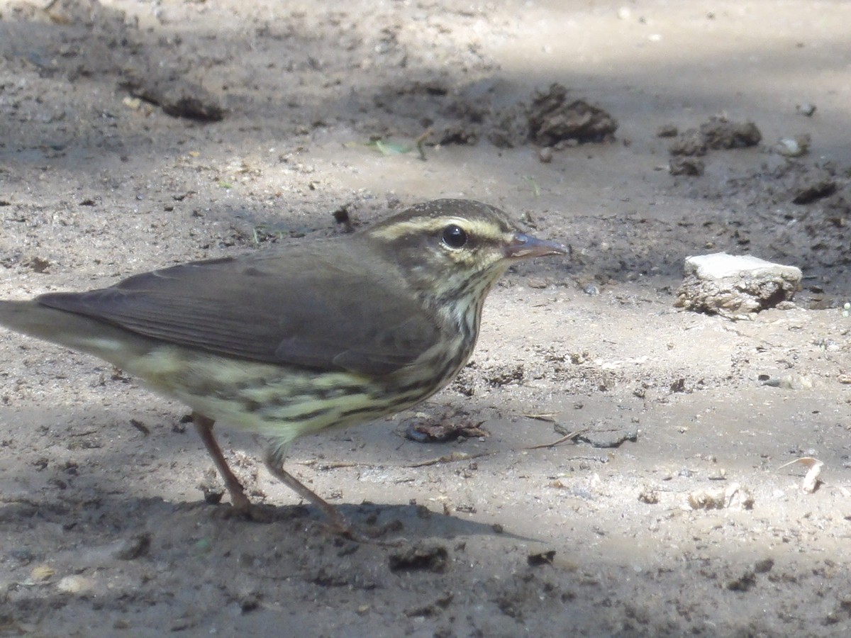 Northern Waterthrush - ML643549513