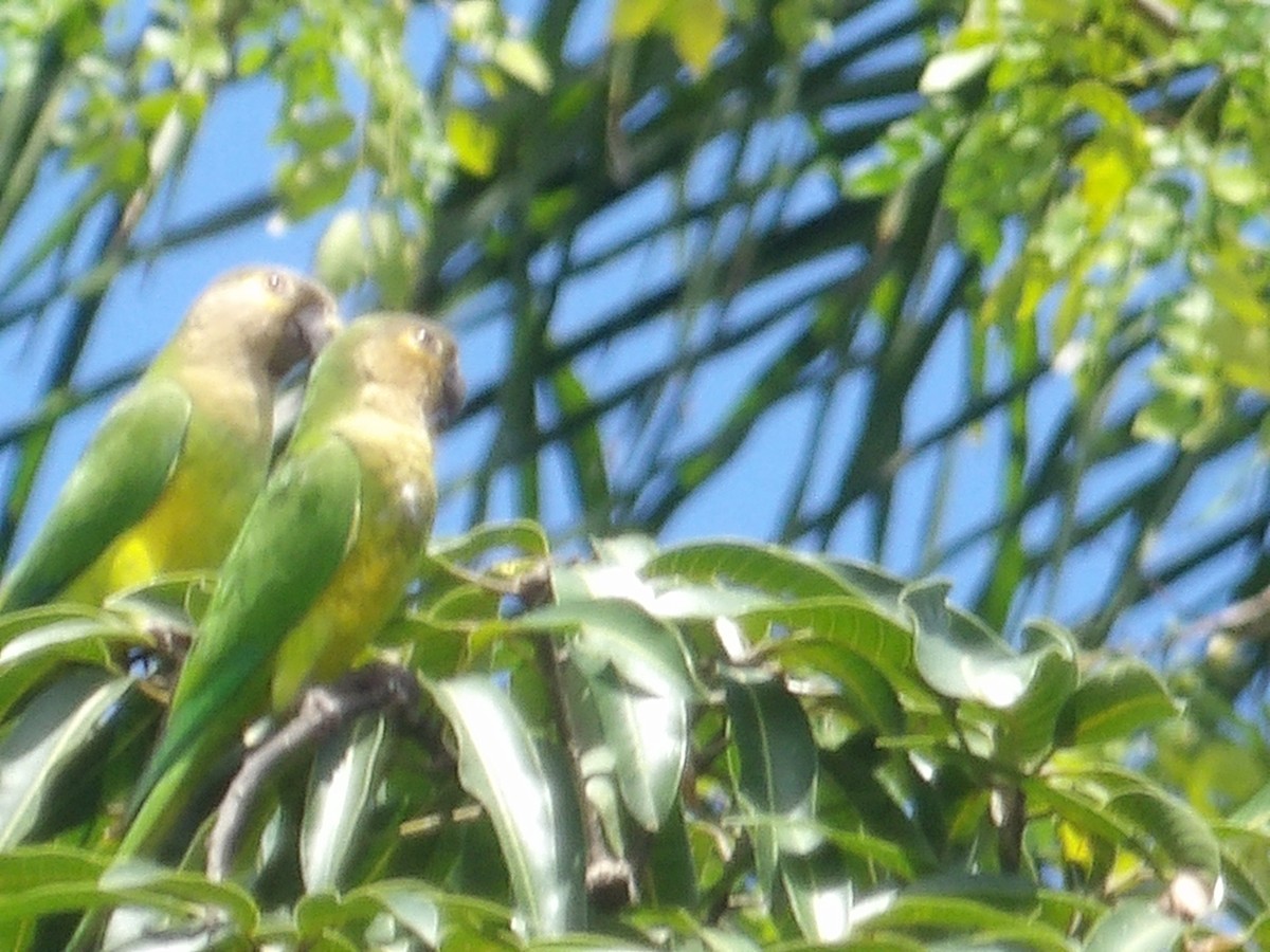 Brown-throated Parakeet (Brown-throated) - ML643549519