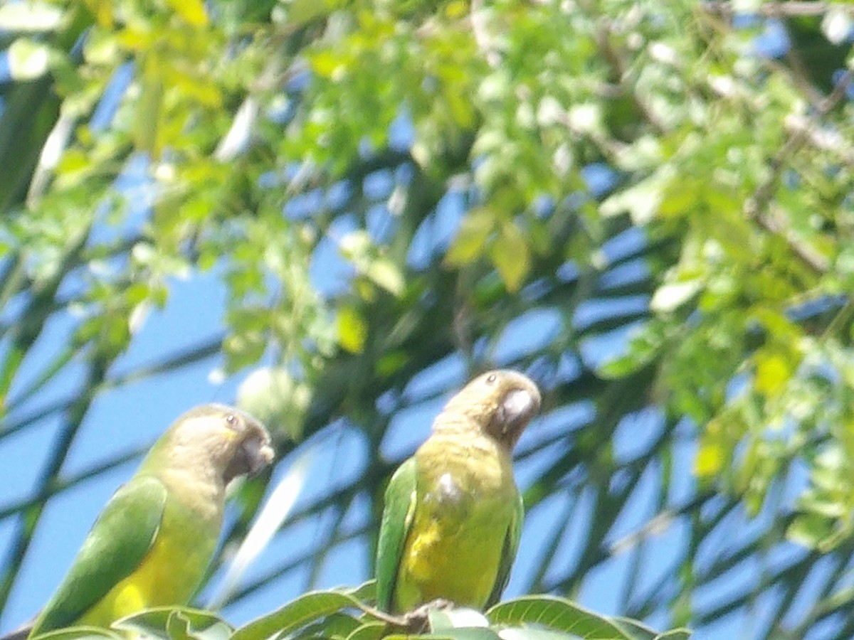Brown-throated Parakeet (Brown-throated) - ML643549520