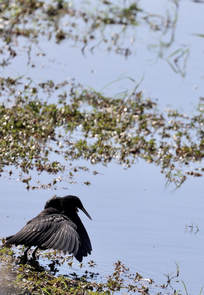 Black Heron - ML643549526