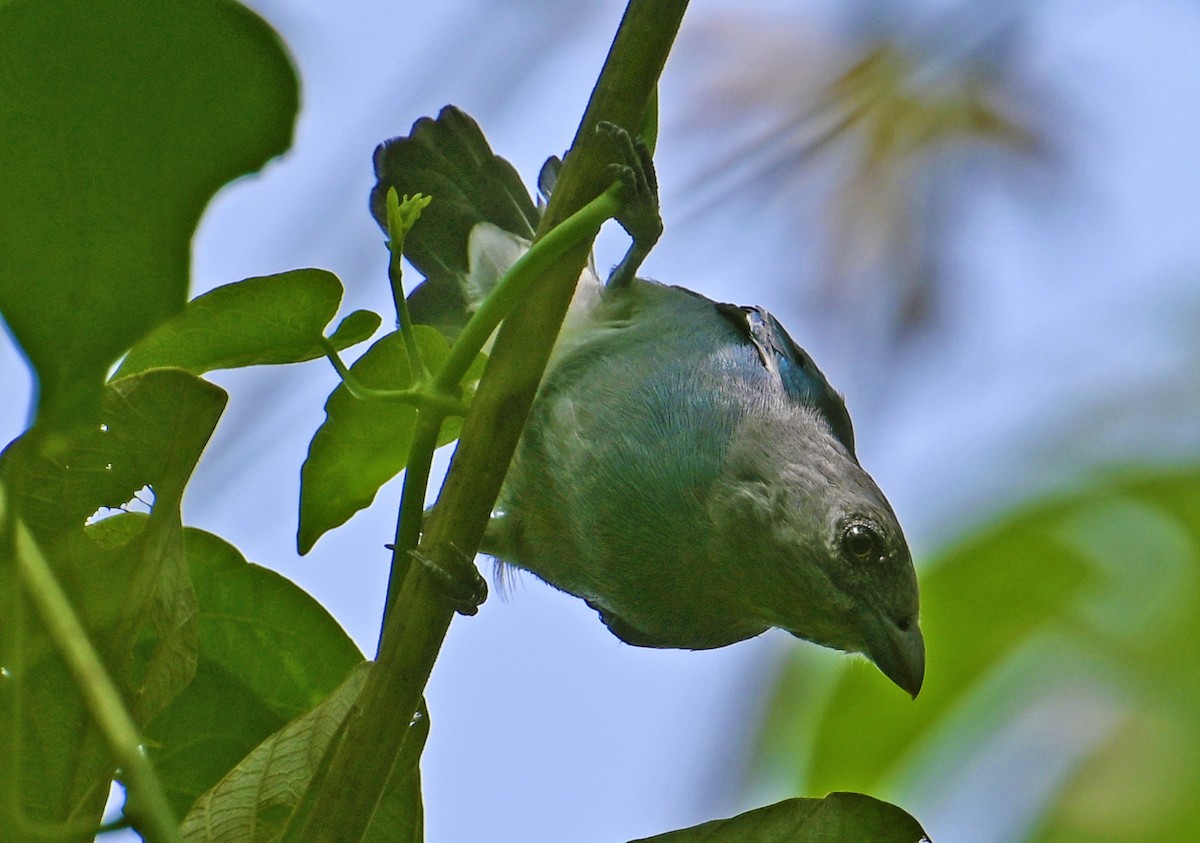 Glaucous Tanager - ML643549529