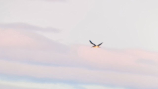 Mavi Ayaklı Sümsük - ML643549534