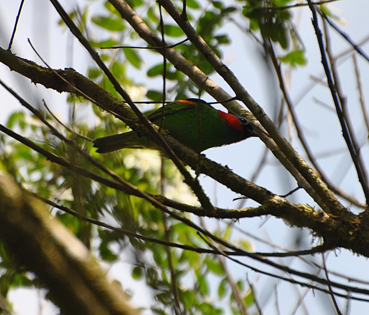 Red-necked Tanager - ML643549570